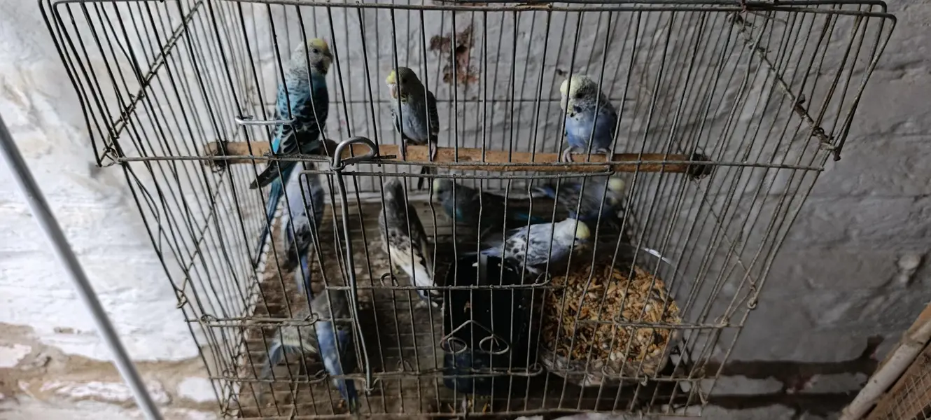 sell Australian parrotss — photo 2