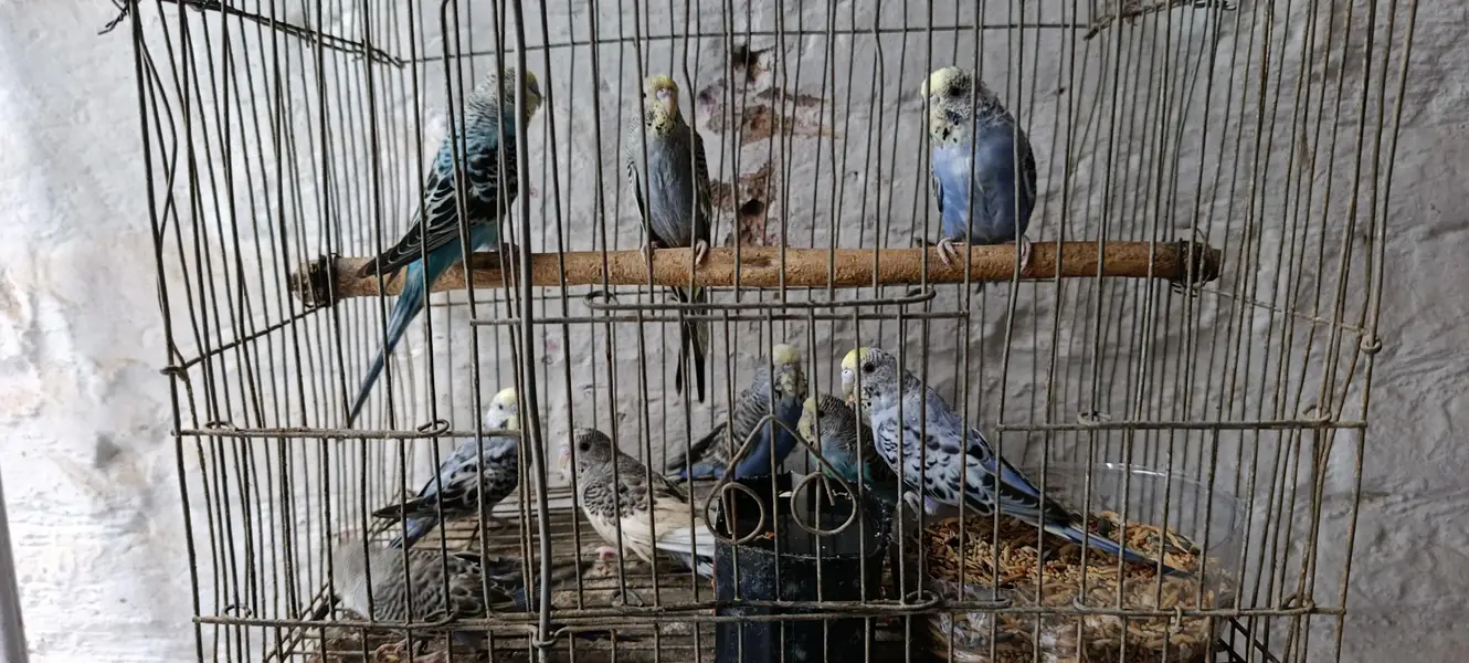 sell Australian parrotss — photo 3