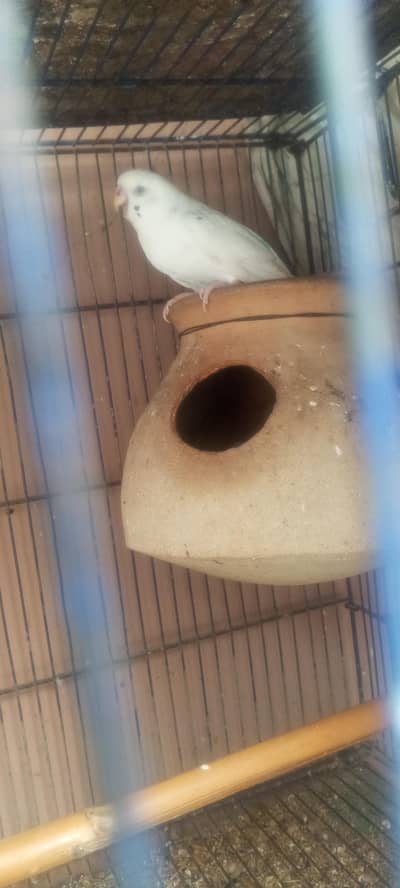 Budgies adult breeder & fisher pair