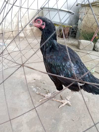 assle lasani murghi