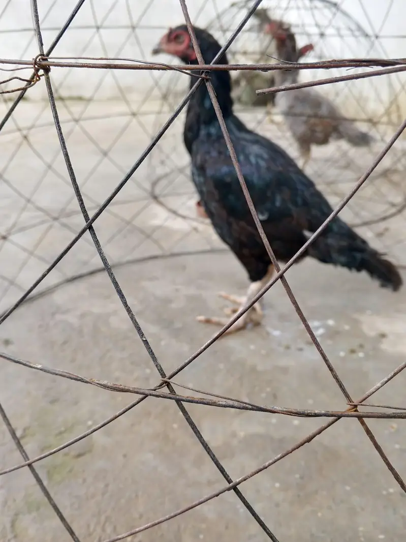 assle lasani murghi — photo 3