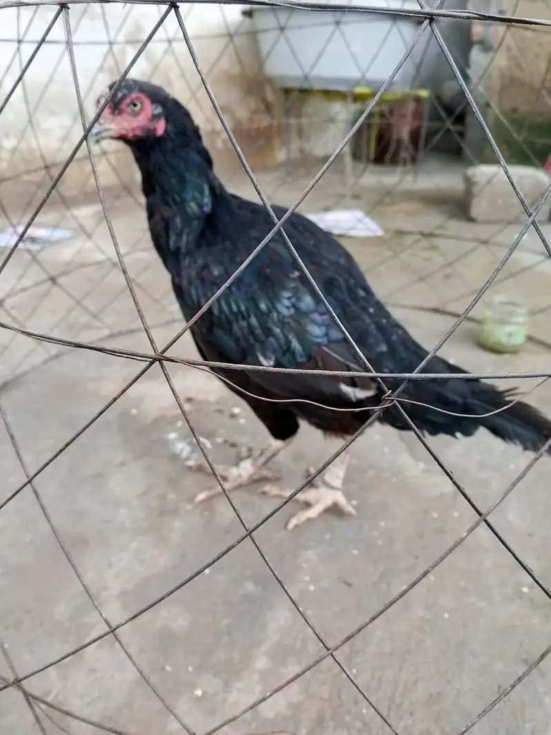 assle lasani murghi — photo 4