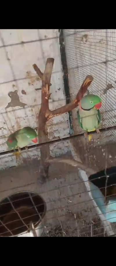 barider pair