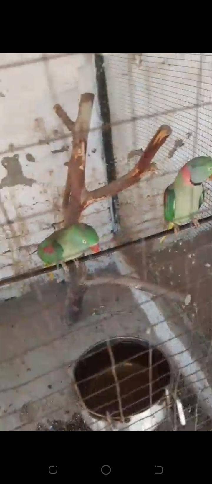 barider pair 1