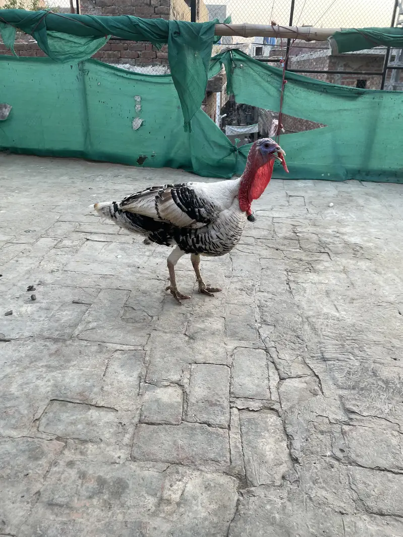 Turkey male — photo 2
