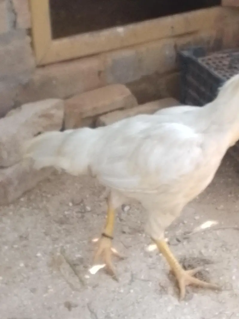 Whatsapp py rabta kren — photo 2