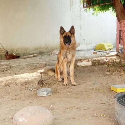 German Shepherd dog