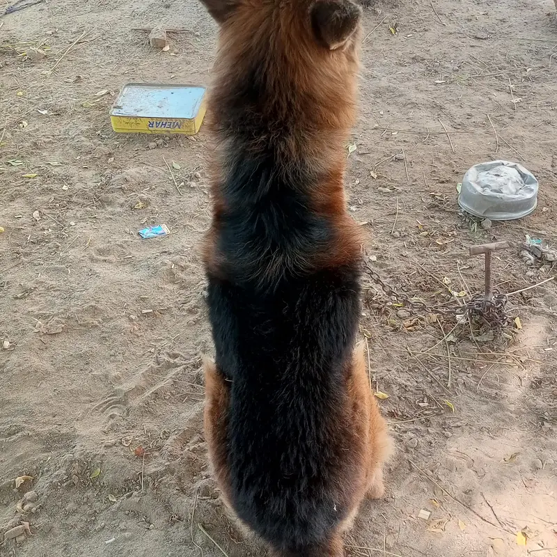 German Shepherd dog Only Whatsapp 03008729803 — photo 2