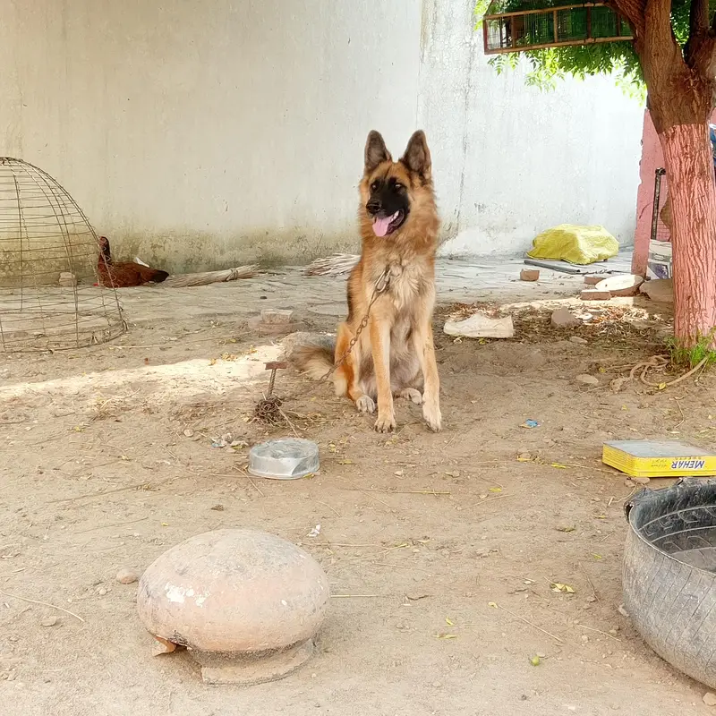 German Shepherd dog Only Whatsapp 03008729803 — photo 3