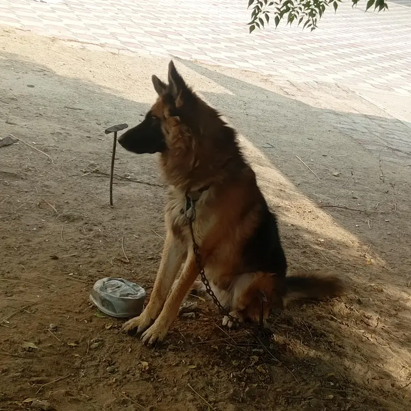 German Shepherd dog Only Whatsapp 03008729803 — photo 4