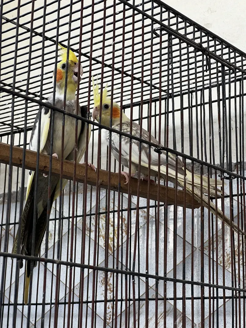 Cocktail Breedar pairs — photo 2