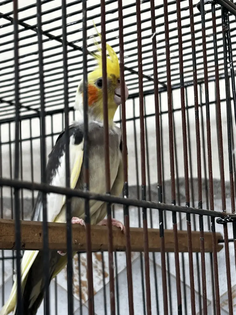 Cocktail Breedar pairs — photo 3