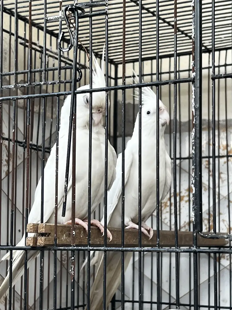 Cocktail Breedar pairs — photo 4