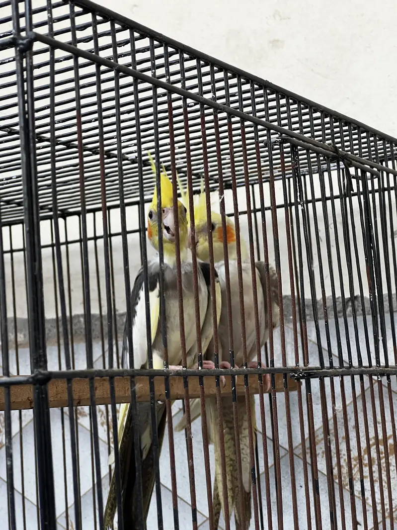 Cocktail Breedar pairs — photo 5