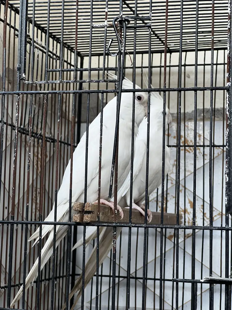 Cocktail Breedar pairs — photo 6