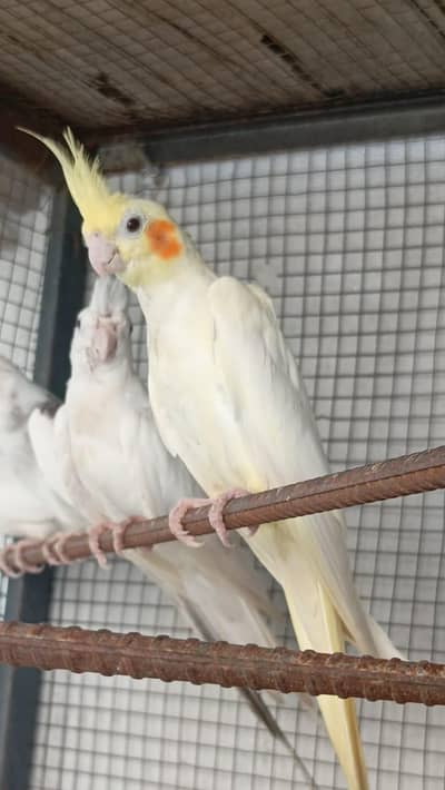 cockatiel