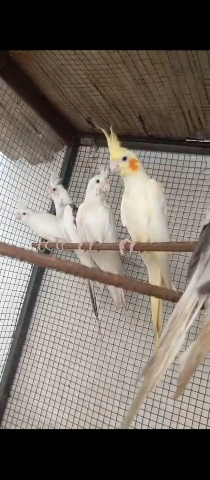 cockatiel — photo 2