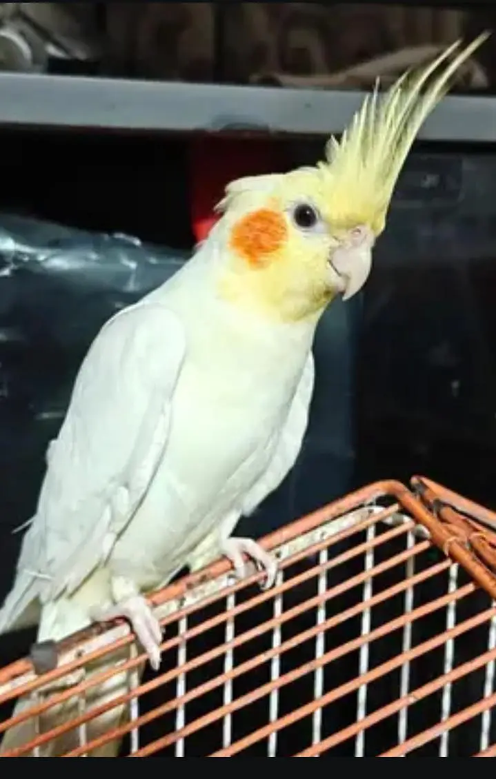 cockatiel — photo 3