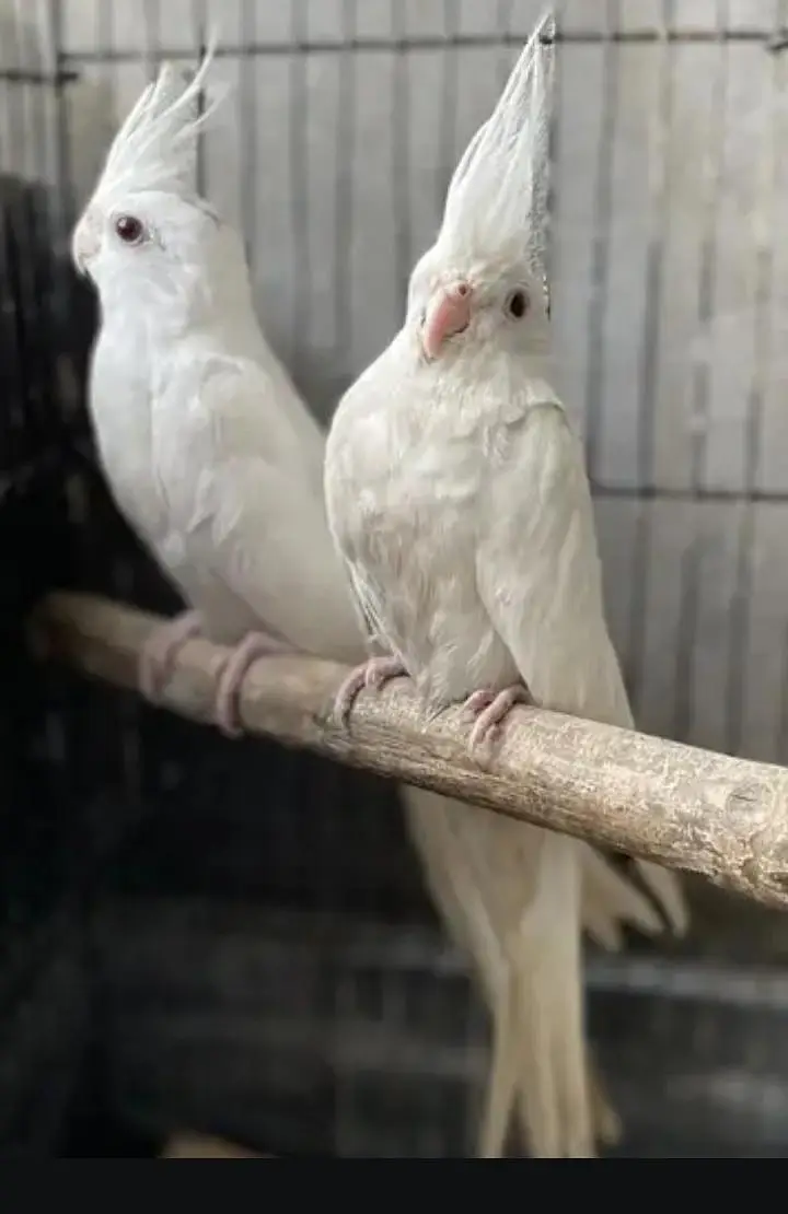 cockatiel — photo 4