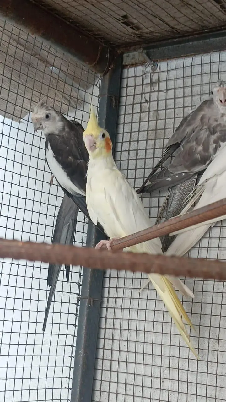 cockatiel — photo 6