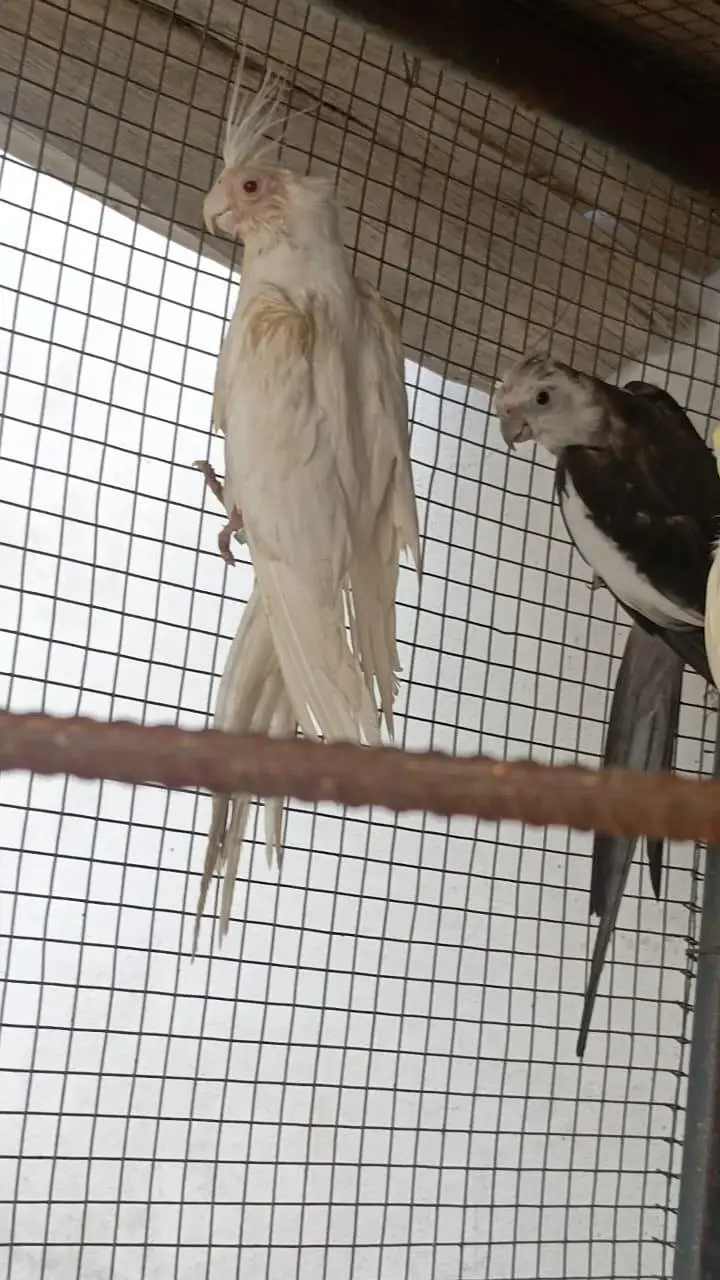 cockatiel — photo 7