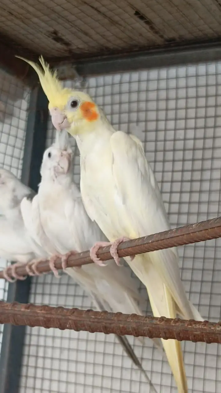 cockatiel — photo 8