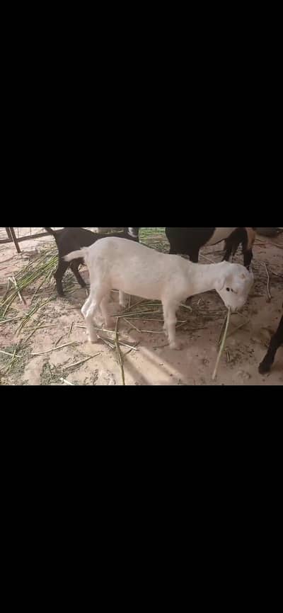 2 bakriyan for sale