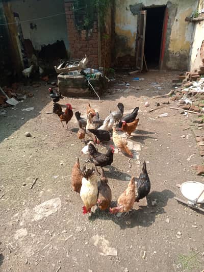 Golden misri Hen for sale