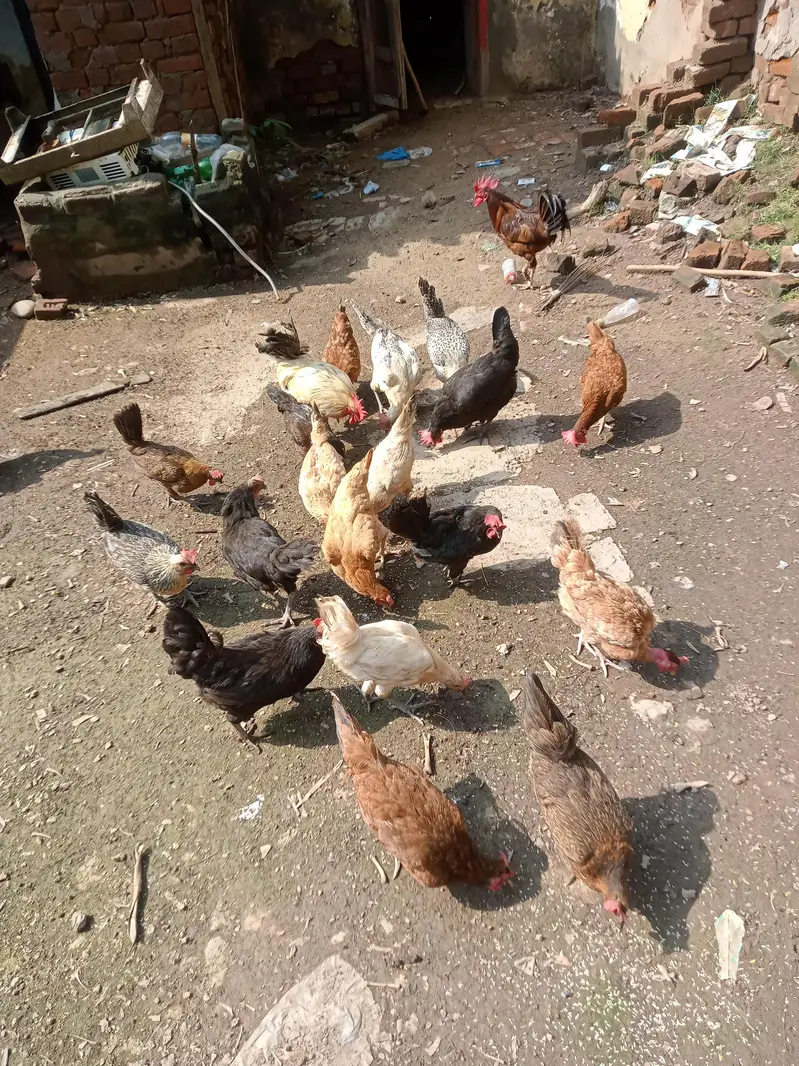Golden misri Hen for sale — photo 2