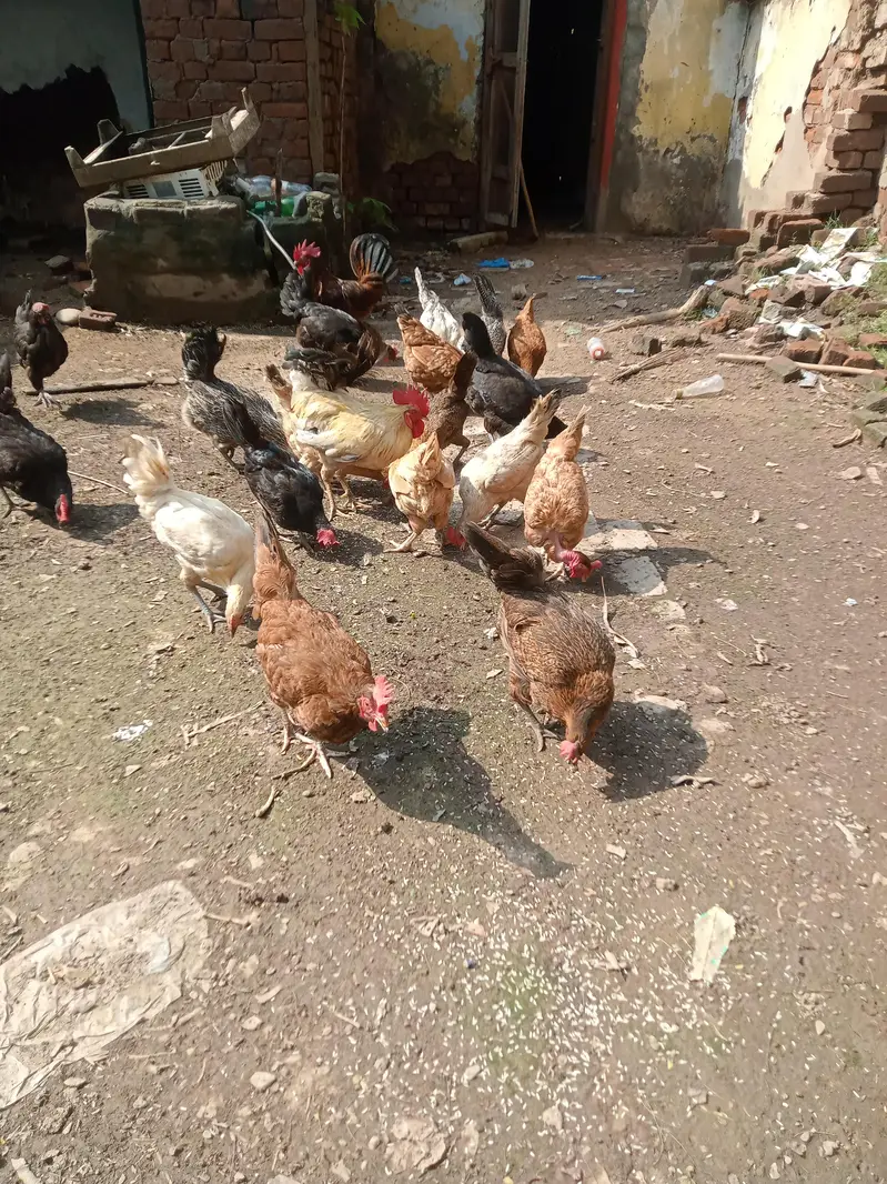 Golden misri Hen for sale — photo 3