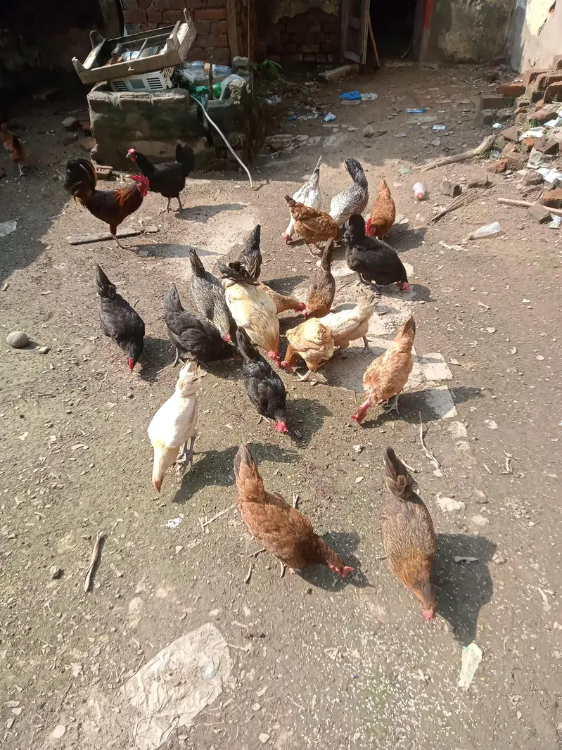 Golden misri Hen for sale — photo 4