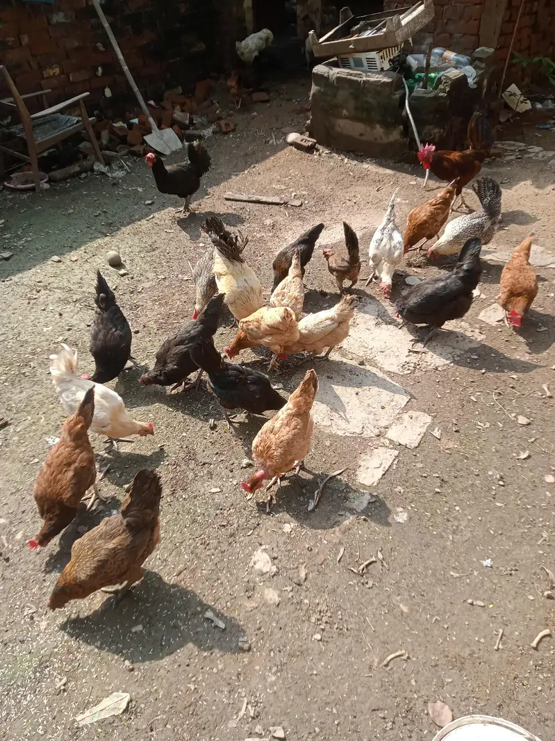 Golden misri Hen for sale — photo 5