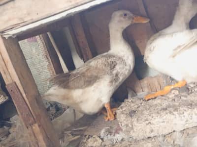 3 ducks for sale 1 is egg laying