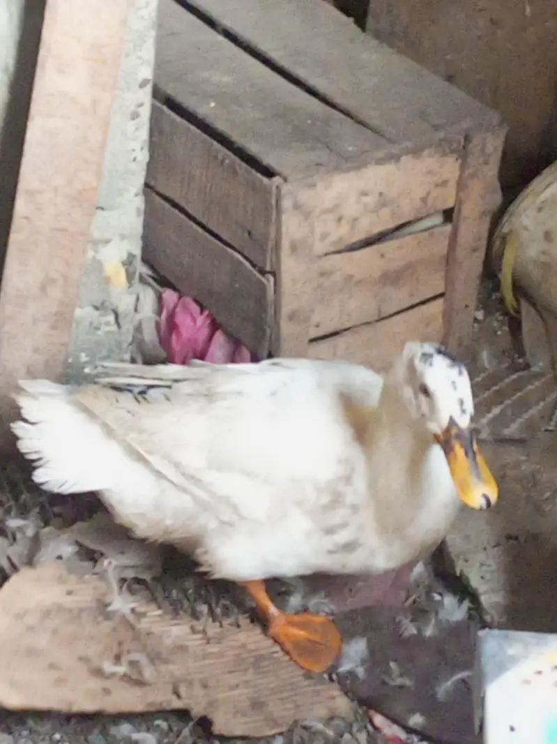3 ducks for sale 1 is egg laying — photo 2