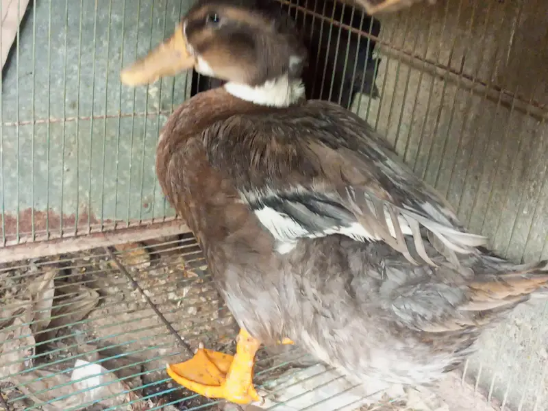 3 ducks for sale 1 is egg laying — photo 3