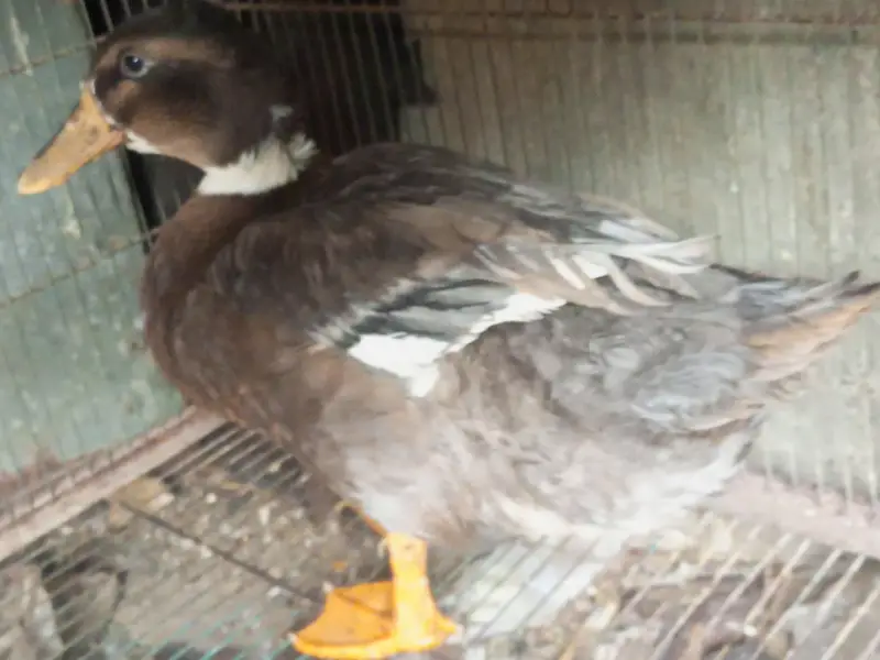3 ducks for sale 1 is egg laying — photo 4