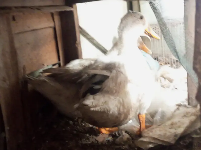 3 ducks for sale 1 is egg laying — photo 5