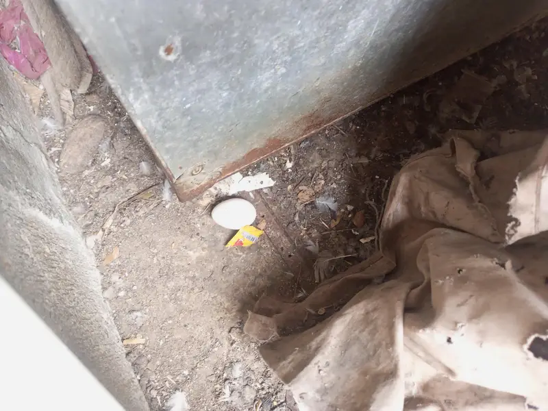 3 ducks for sale 1 is egg laying — photo 7