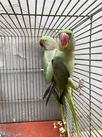 Beautiful Ringneck Parrot Breeding Pair for Sale 