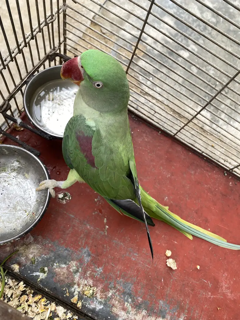 Beautiful Ringneck Parrot Breeding Pair for Sale  — photo 2