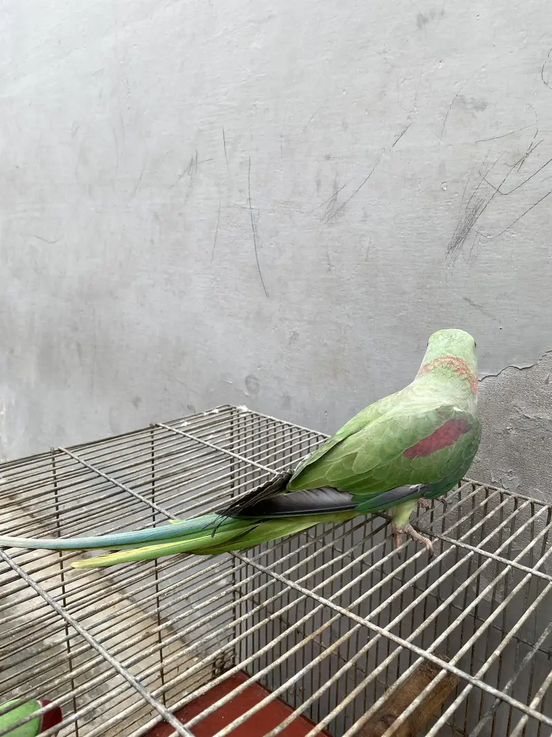 Beautiful Ringneck Parrot Breeding Pair for Sale  — photo 3