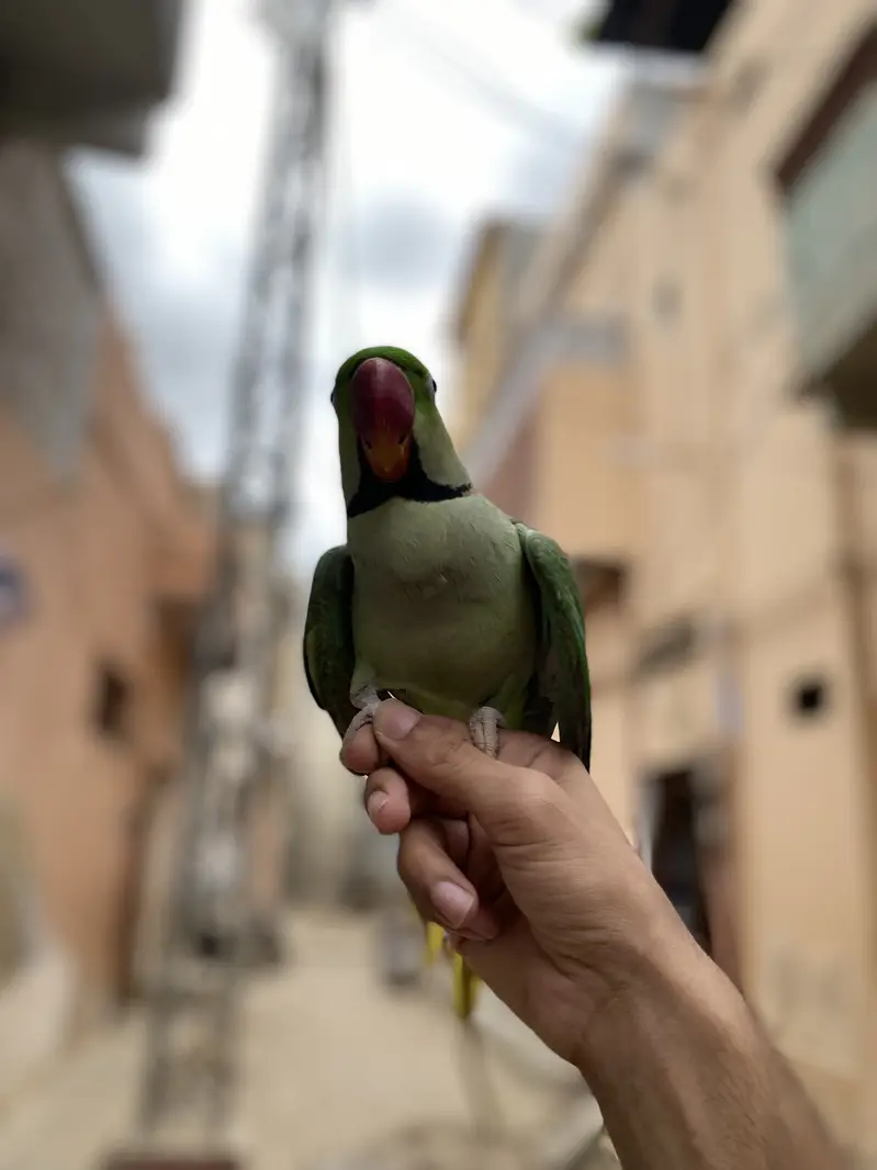 Beautiful Ringneck Parrot Breeding Pair for Sale  — photo 4