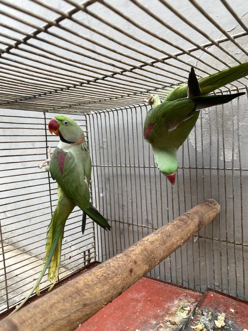 Beautiful Ringneck Parrot Breeding Pair for Sale  — photo 5