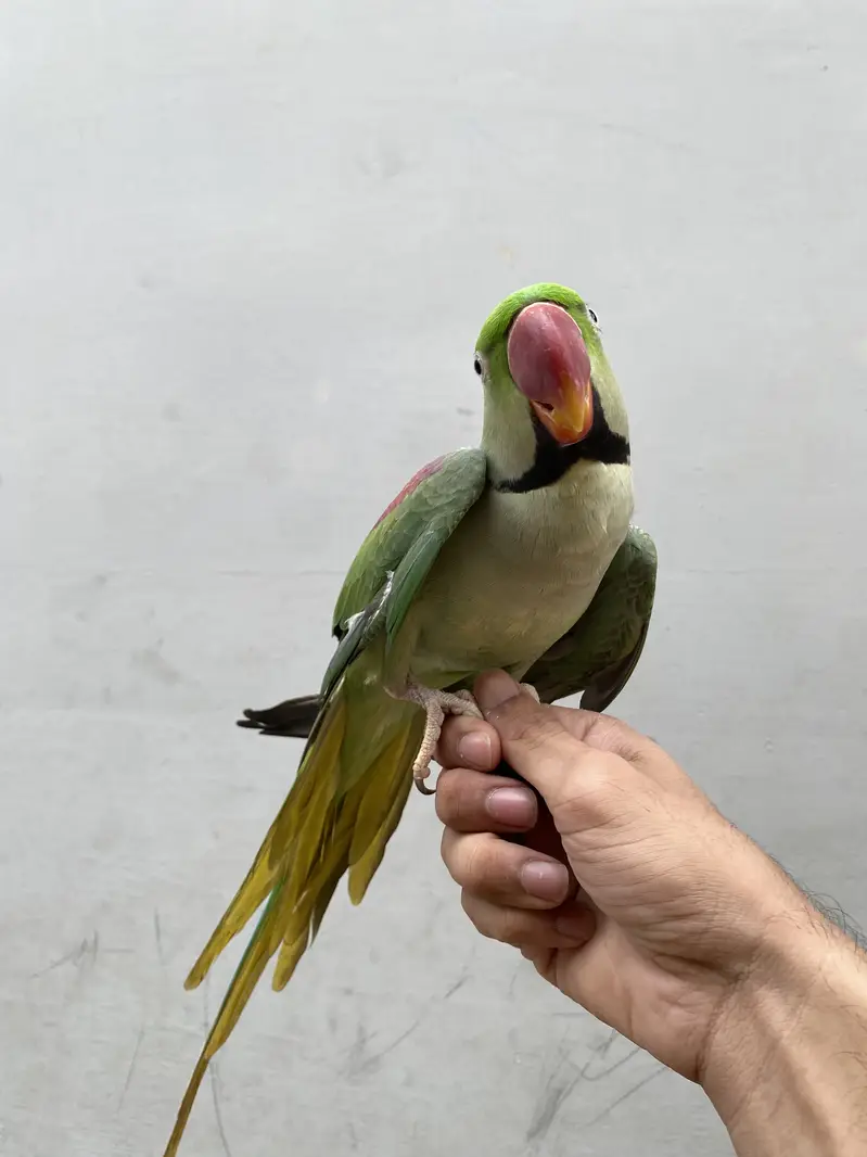 Beautiful Ringneck Parrot Breeding Pair for Sale  — photo 6