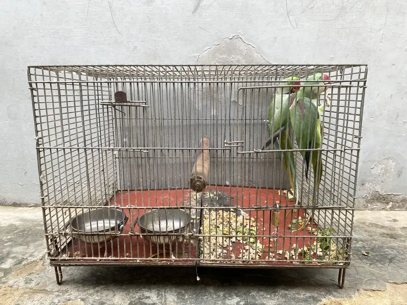 Beautiful Ringneck Parrot Breeding Pair for Sale  — photo 7
