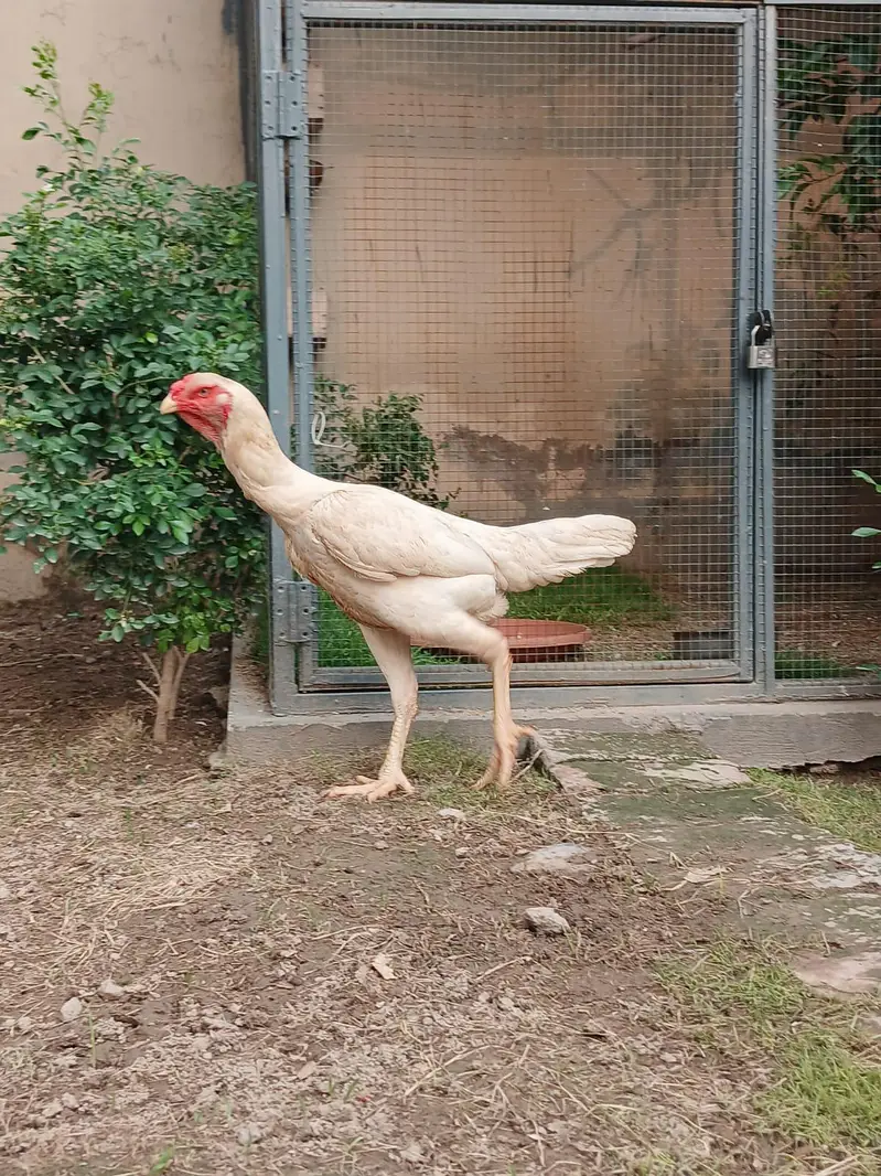 Full round face shamo female — photo 3