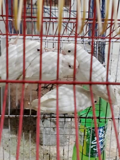 Albino red eys