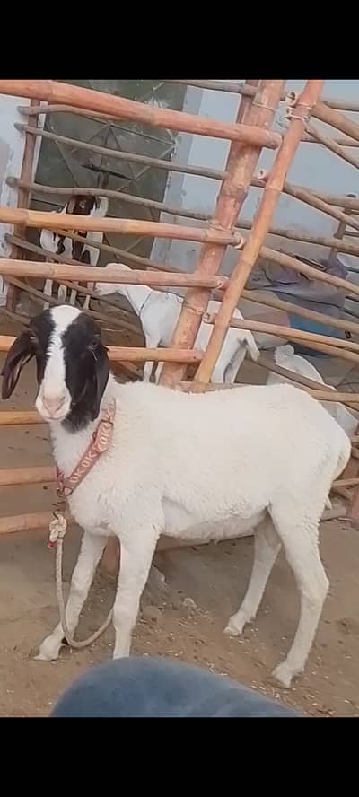 Dumba Available for sale