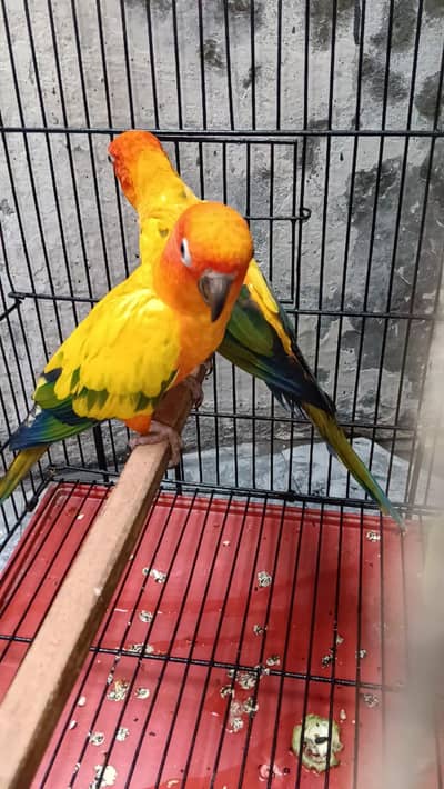 Conure
