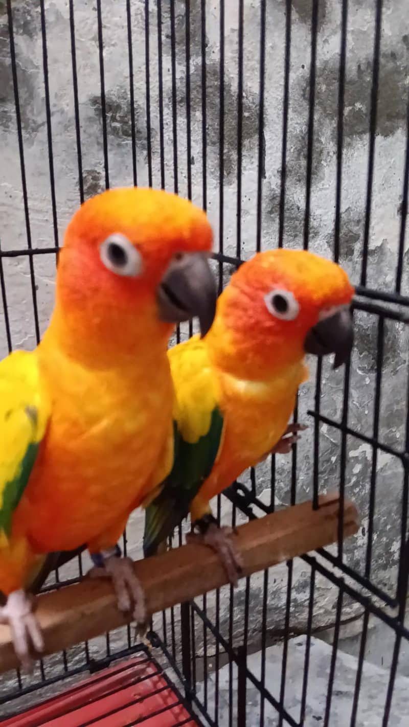 Conure 1